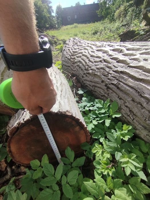 Orzech włoski na deski