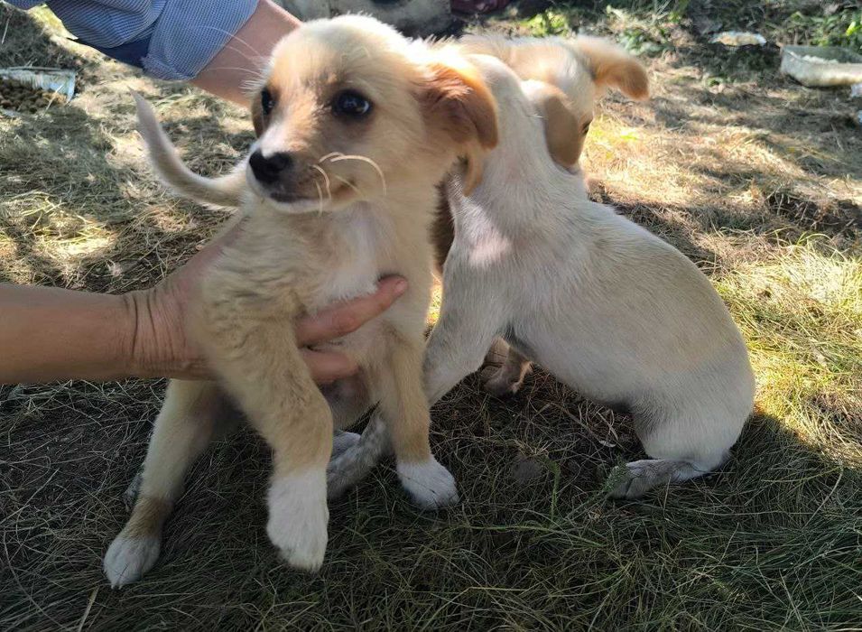 Вірний друг шукає сім'ю!