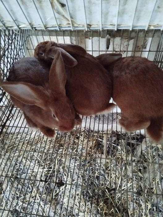Vendo coelhos raça gigantes mariposa puros machos fêmeas reprodutores