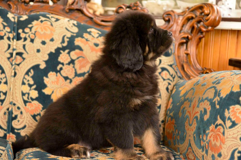 Mastif Tybetański  piesek