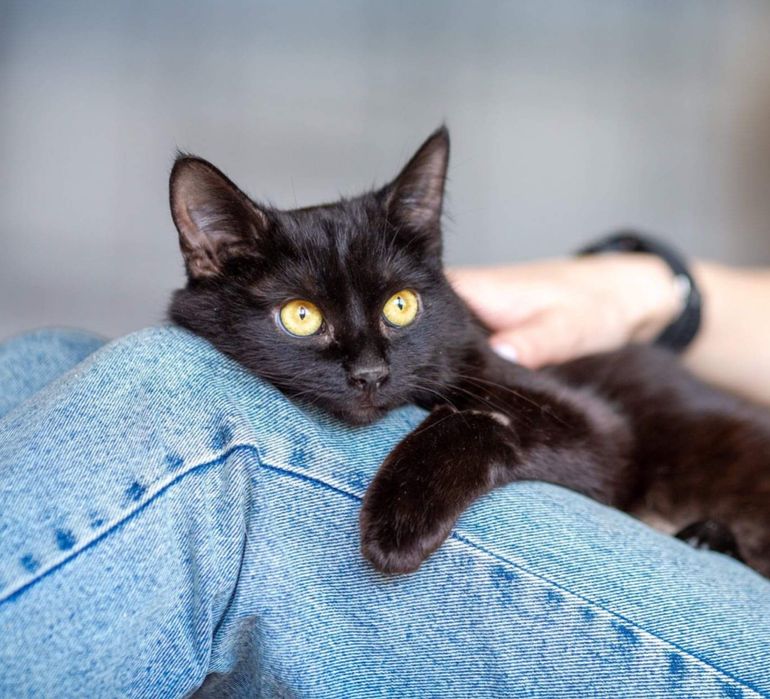 Багира, 3 года, кошечка, кошка