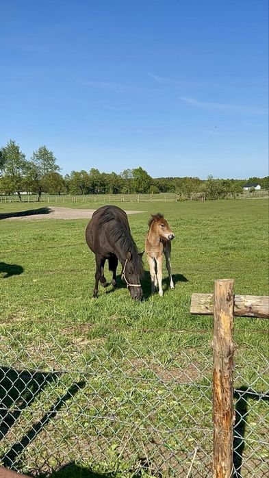 Klacz huculska | pełne pochodzenie