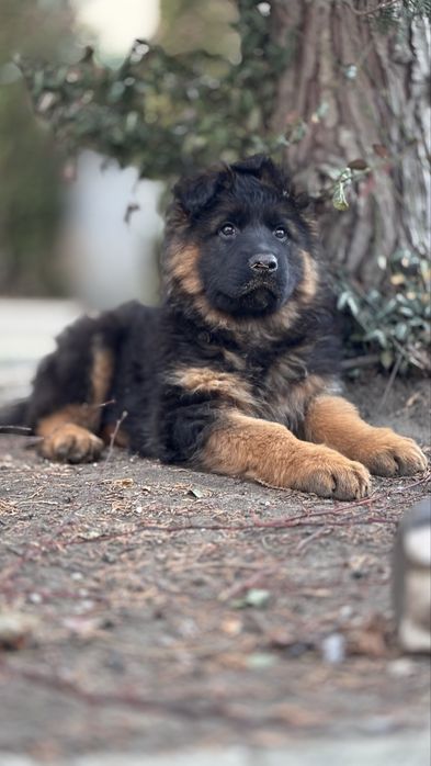 Owczarek niemicki długowlosy