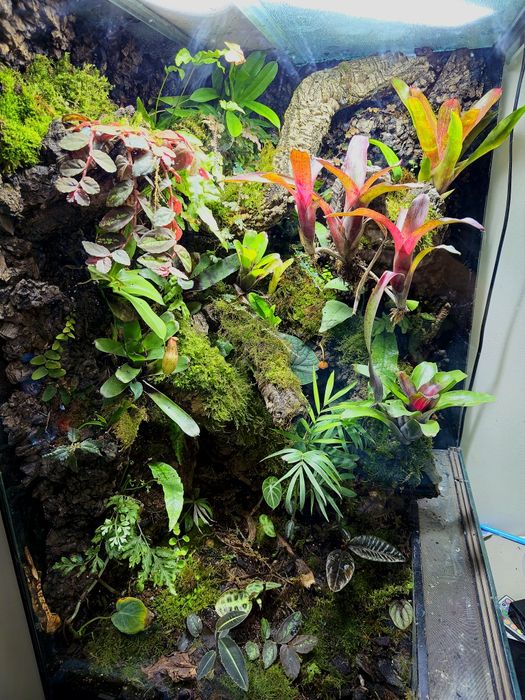 Młody gekon orzęsiony