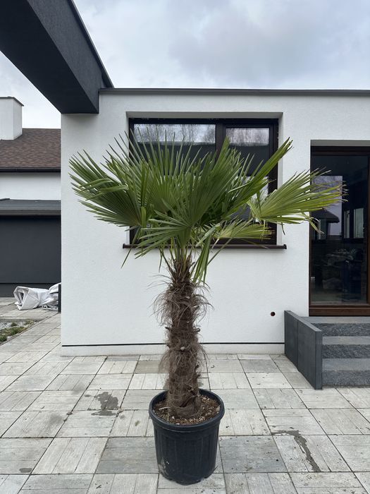 Trychacarpus Fortunei Pien 1 m 2 m 50 cm