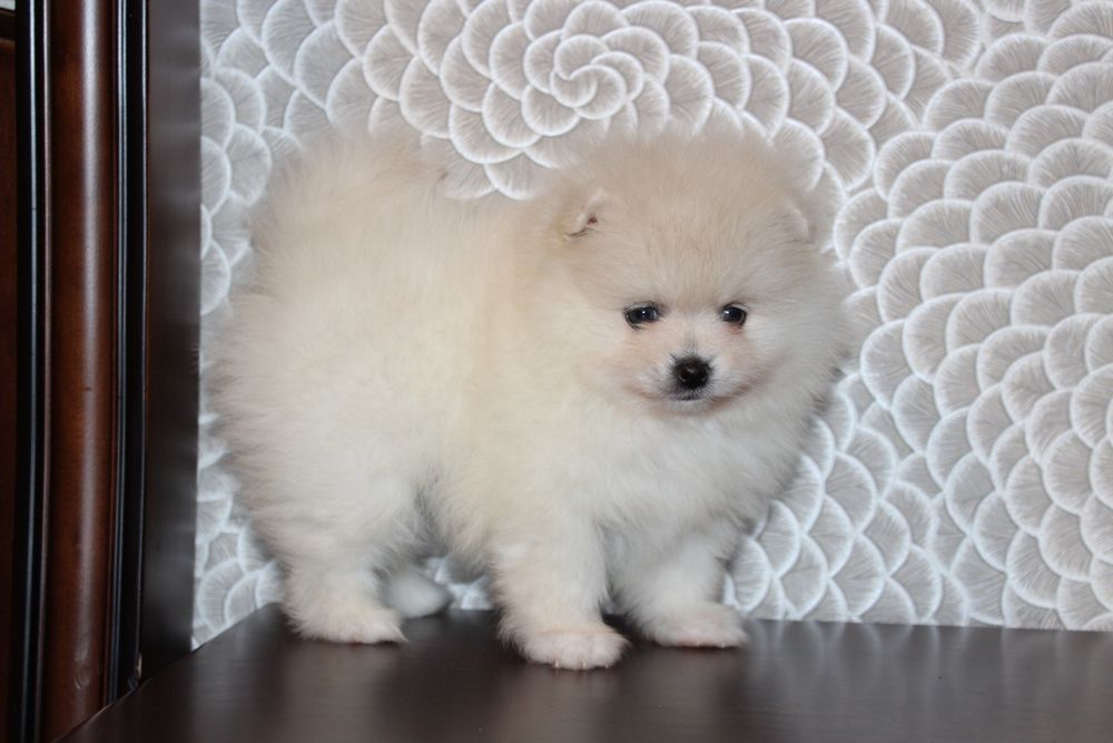 Продам малышей шпицов