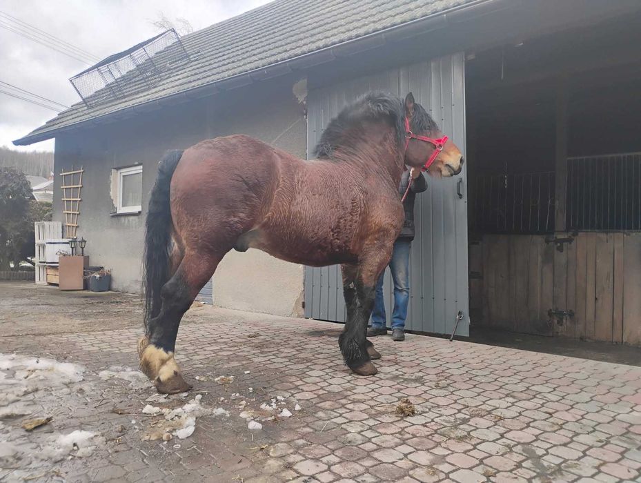 Sprzedam Ogiera Zimnokristego