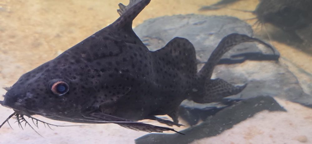 3 synodontis 25cm