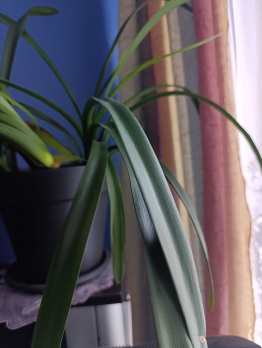 Philodendron scandens cięty  lub Scindapsus Argyreus Pictus lub inn