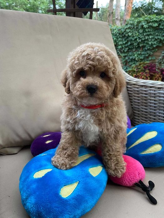 Bichpoo, Bichon Frise/Pudel TOY. SUCZKA, oboje rodzice FCI.