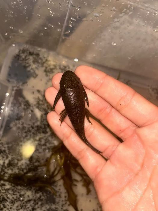 Ciclideos e pleco