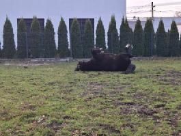 Koń Polski zimnokrwisty