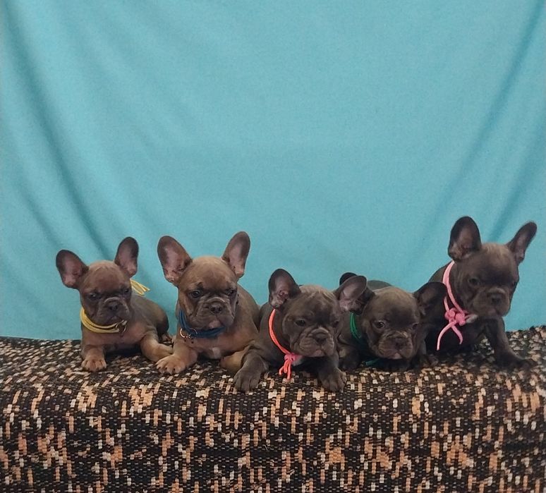 Французська дітвора