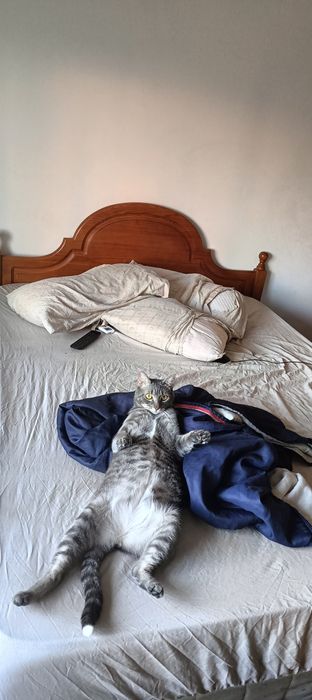 Cama casal pinho mel