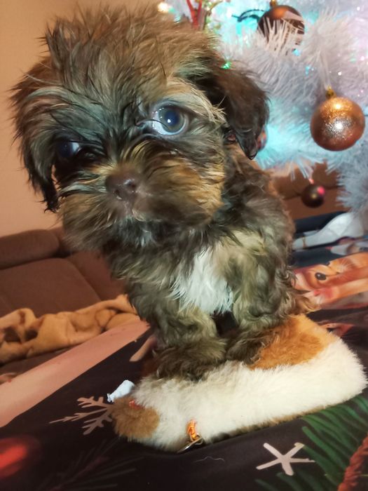 Fuks unikatowy mini shih tzu / domowa hodowla