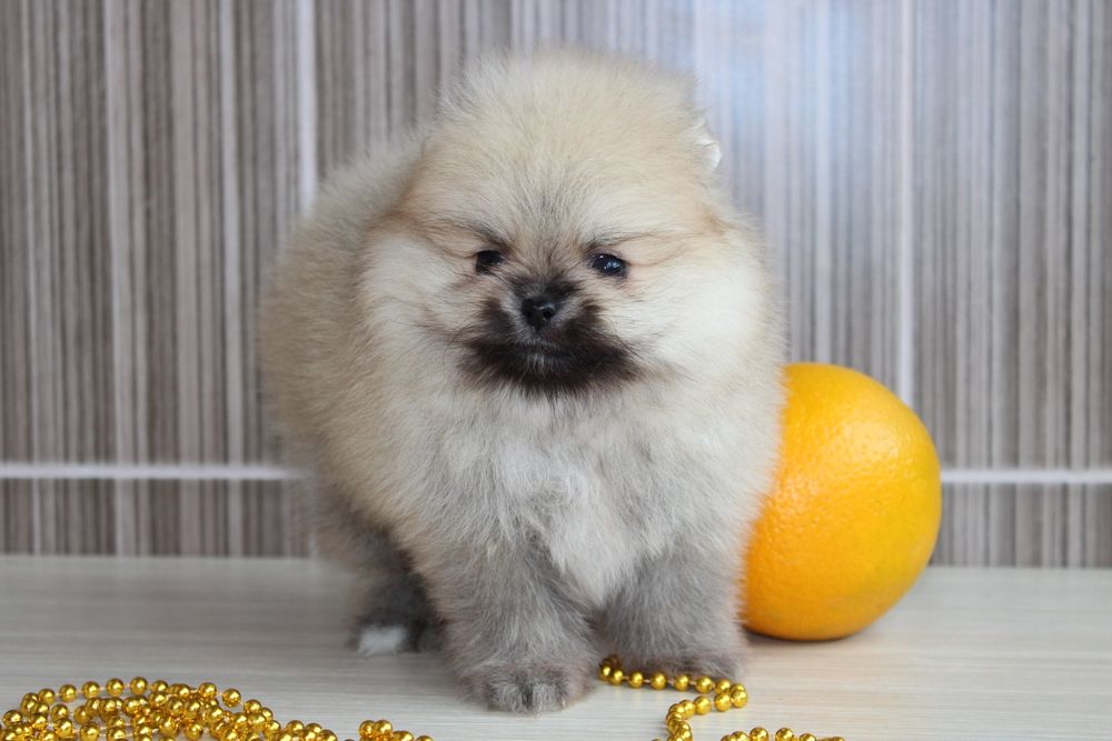 Продам маленьке пухнасте щастя