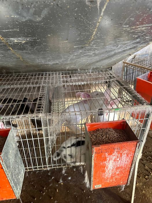 Vendo gaiolas para coelhos