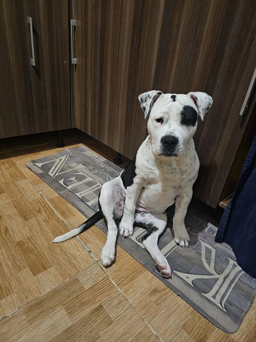 Américan bully Fêmea