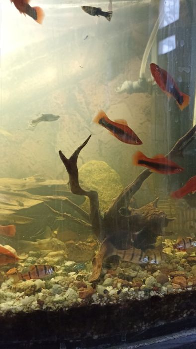 Rybki brzanki 5 szt bojownik samiczka 1 szt