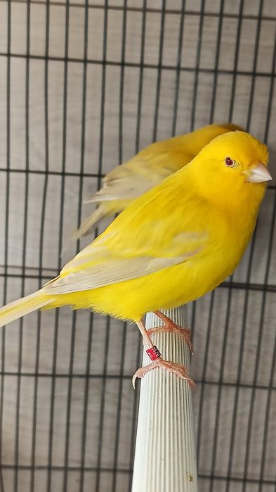 Canários Satinés amarelos 2025