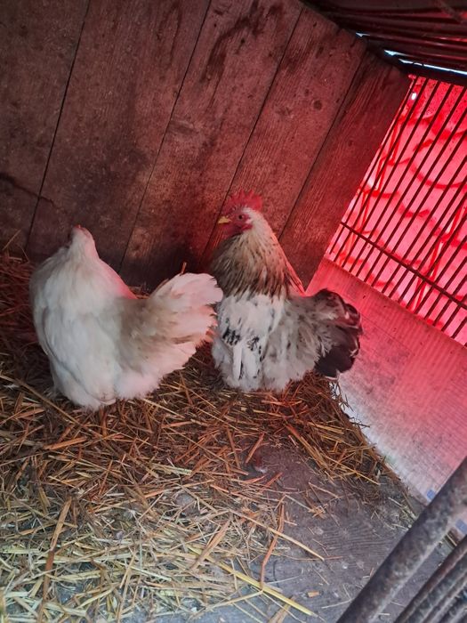 Kogut kura liliputki kochin