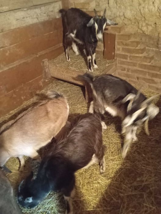 Оголошення козенят