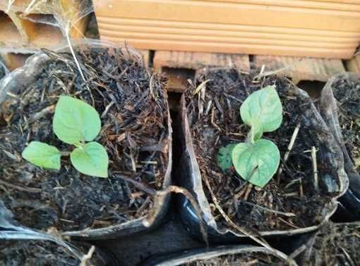 Plantas de Physalis / Fisális (Pés para Transplante)