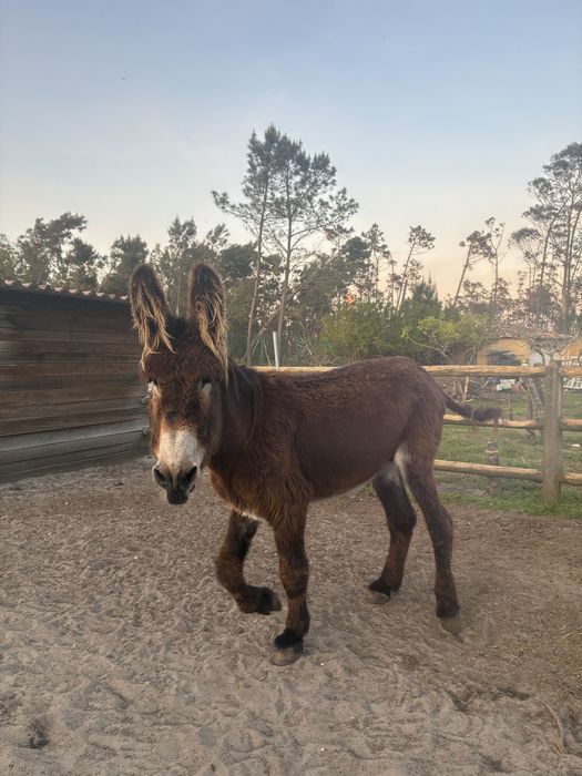 Burro Mirandês.