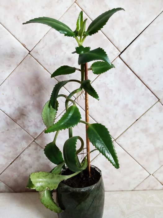 Каланхоэ лекарственный