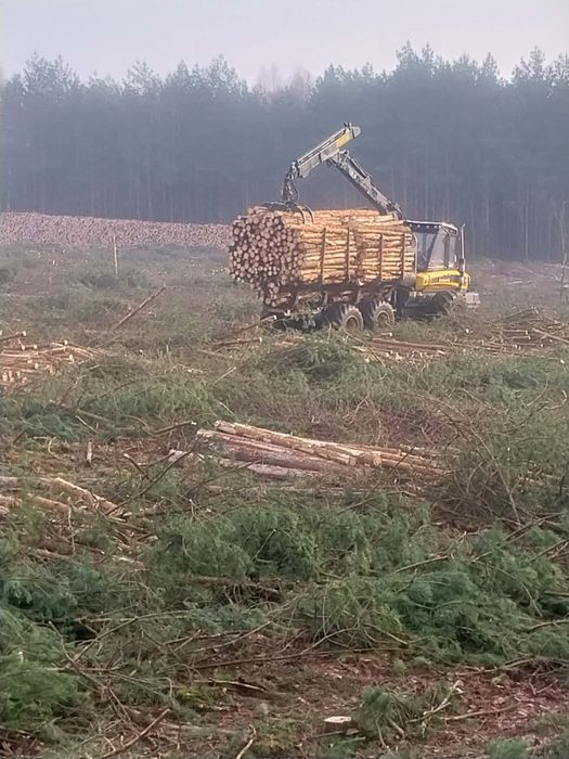 Usługi leśne (wycinka trudnych drzew)