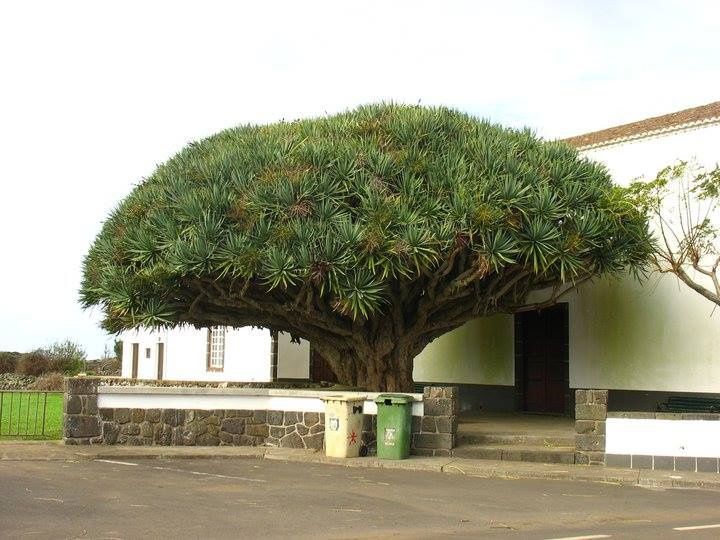 Dragoeiros ou Dracaena draco