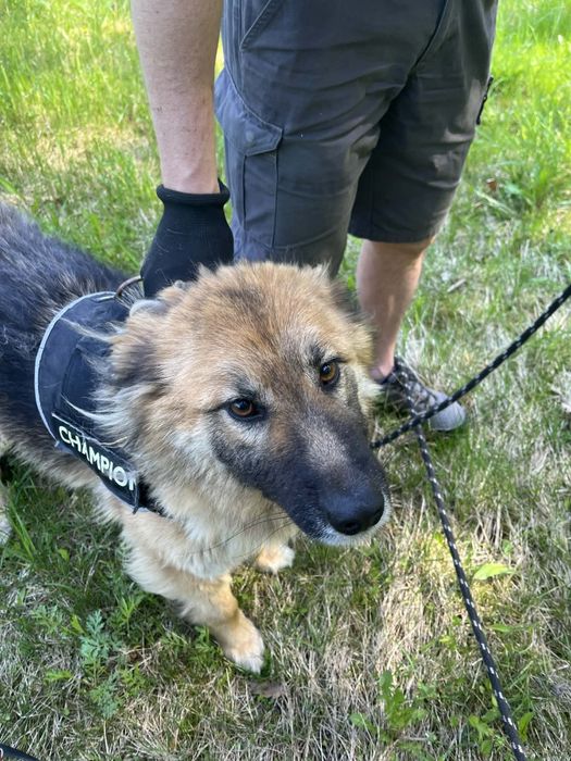roczna owczarka do adopcji
