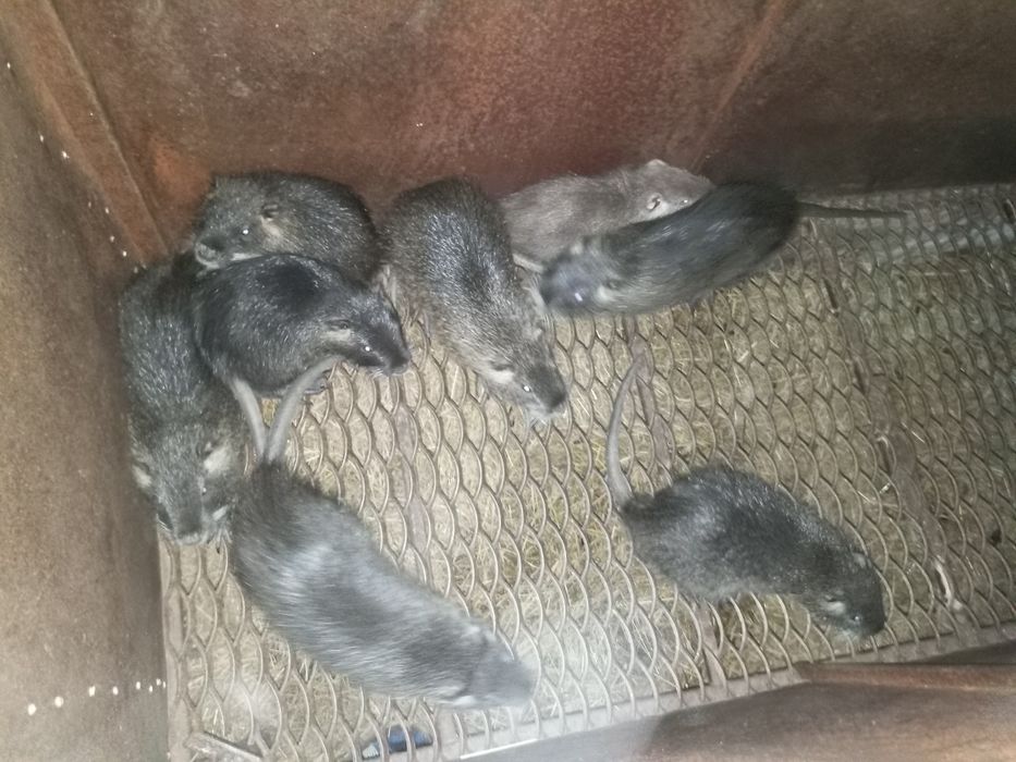 Продам нутрій різного віку