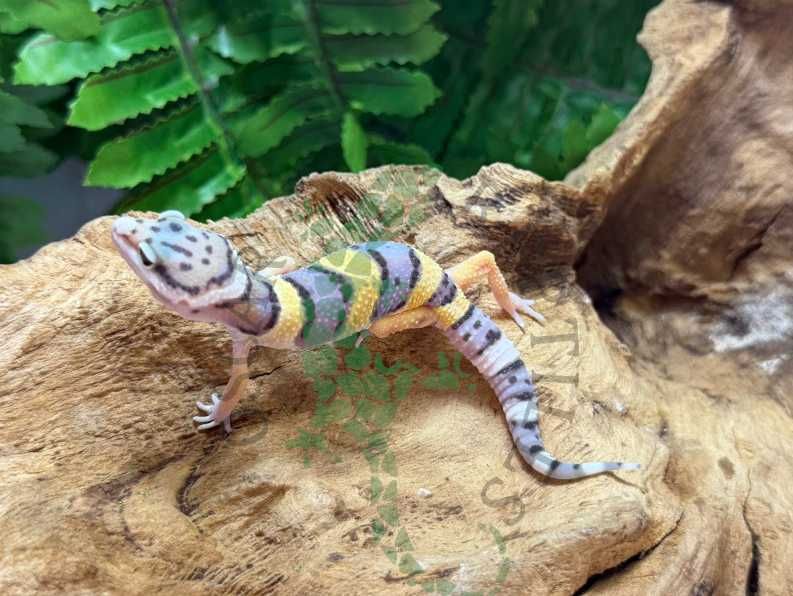 Gekon lamparci gekony lamparcie Bydgoszcz