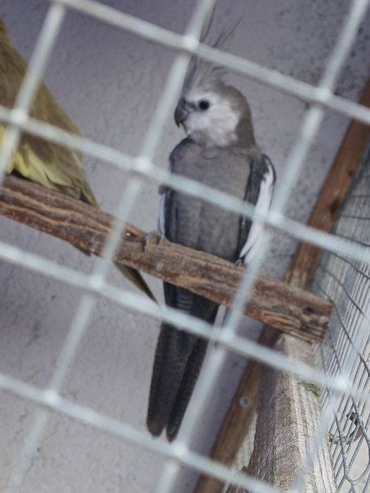 Vendo ou troco várias caturras