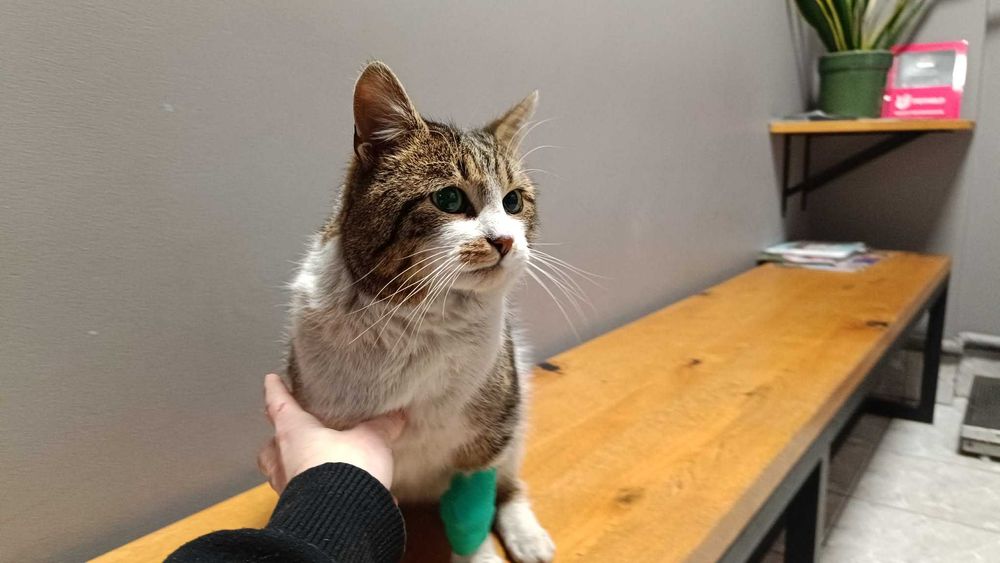 Pokochaj Gwiazdora Bezpańskie Zduńska Wola - Karsznice