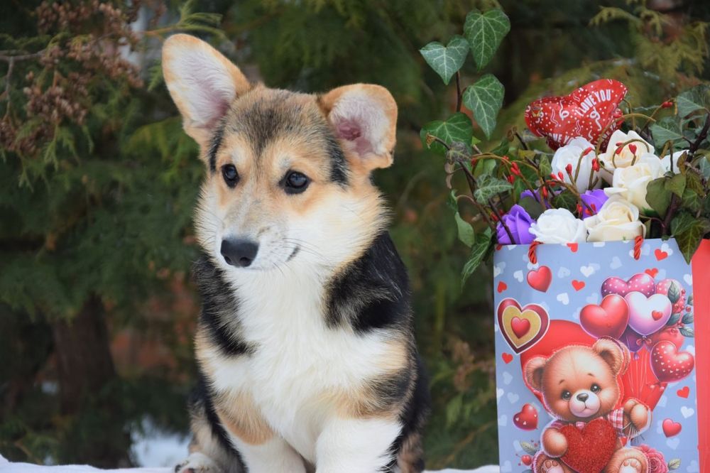 Вельш Коргі Пемброк