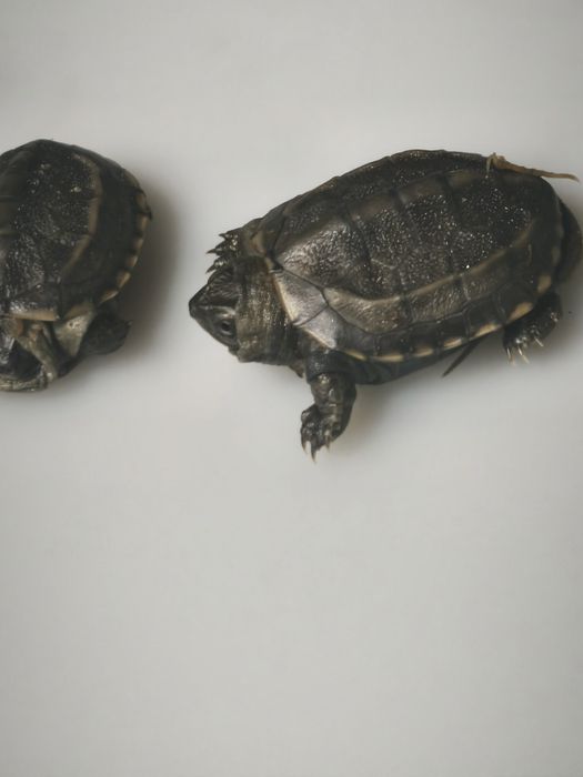 Żółw chiński (Mauremys reevesii) – łagodny, zdrowy, z dokumentami