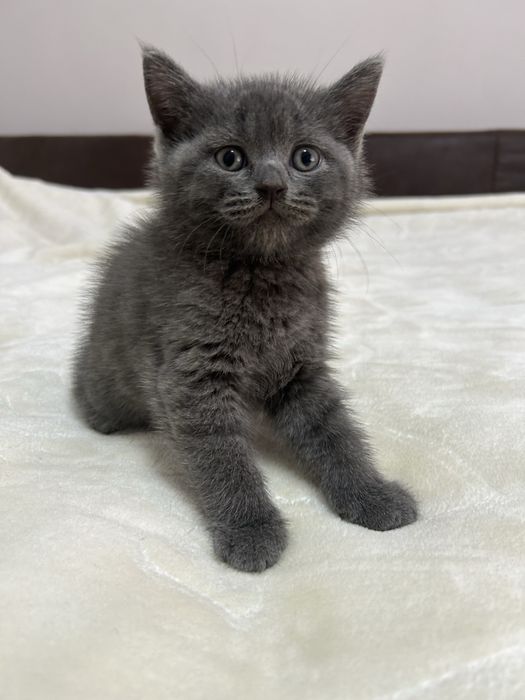 Шотландські кошенята