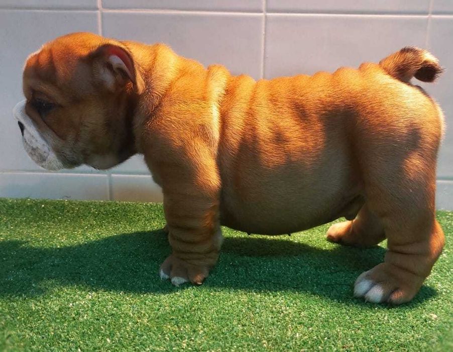 Bulldog inglês Macho