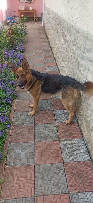 Німецька вівчарка для в'язки