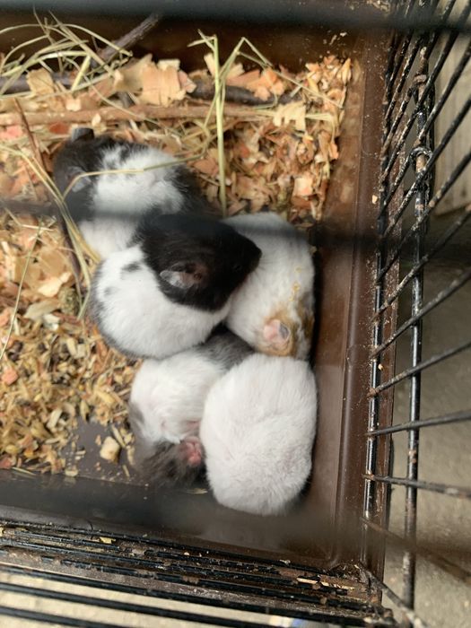 Продам хом’ячка в королівських