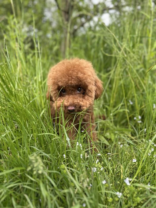 Вʼязка мальтіпу, той пудель”Red Braun”