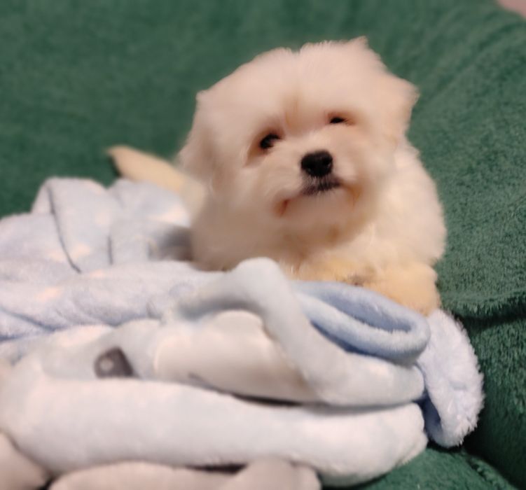 Maltipoo chłopiec Warszawa maltańczyk pudel