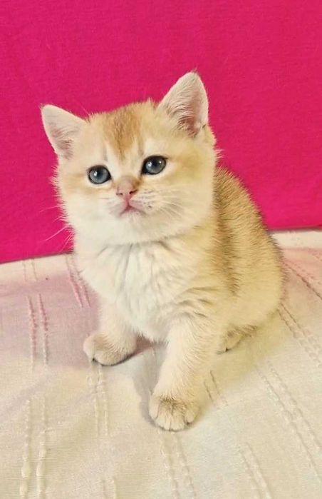 Шотландские котята (ЗОЛОТАЯ ШИНШИЛЛА)