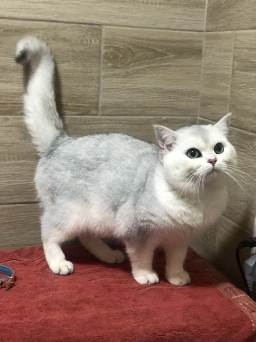Кавалер Оскар чекає на в'язку дам!