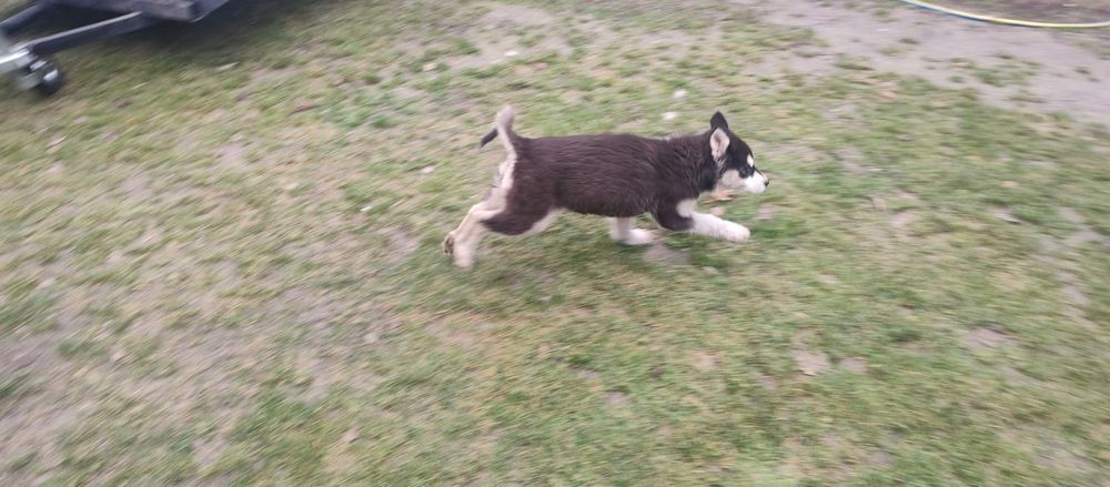 Alaskan malamute śliczna suczka