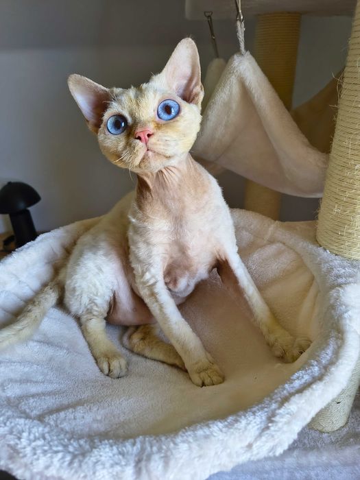 Cudowny kocurek Devon Rex