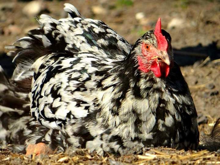 Jajka swojskie z wolnego wybiegu