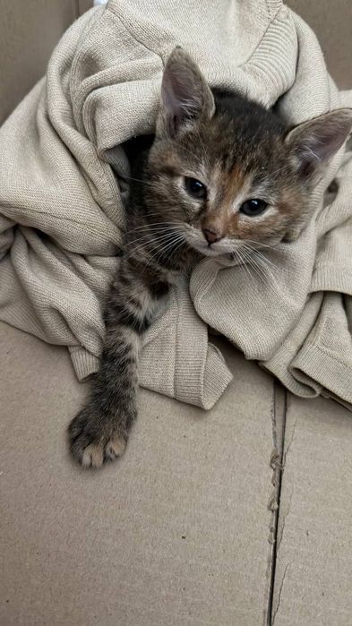 Кошеня Терміново Котеня (дівчинка)